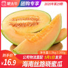 【团长】海南丝路晓蜜瓜	1.5kg±200g 商品缩略图0