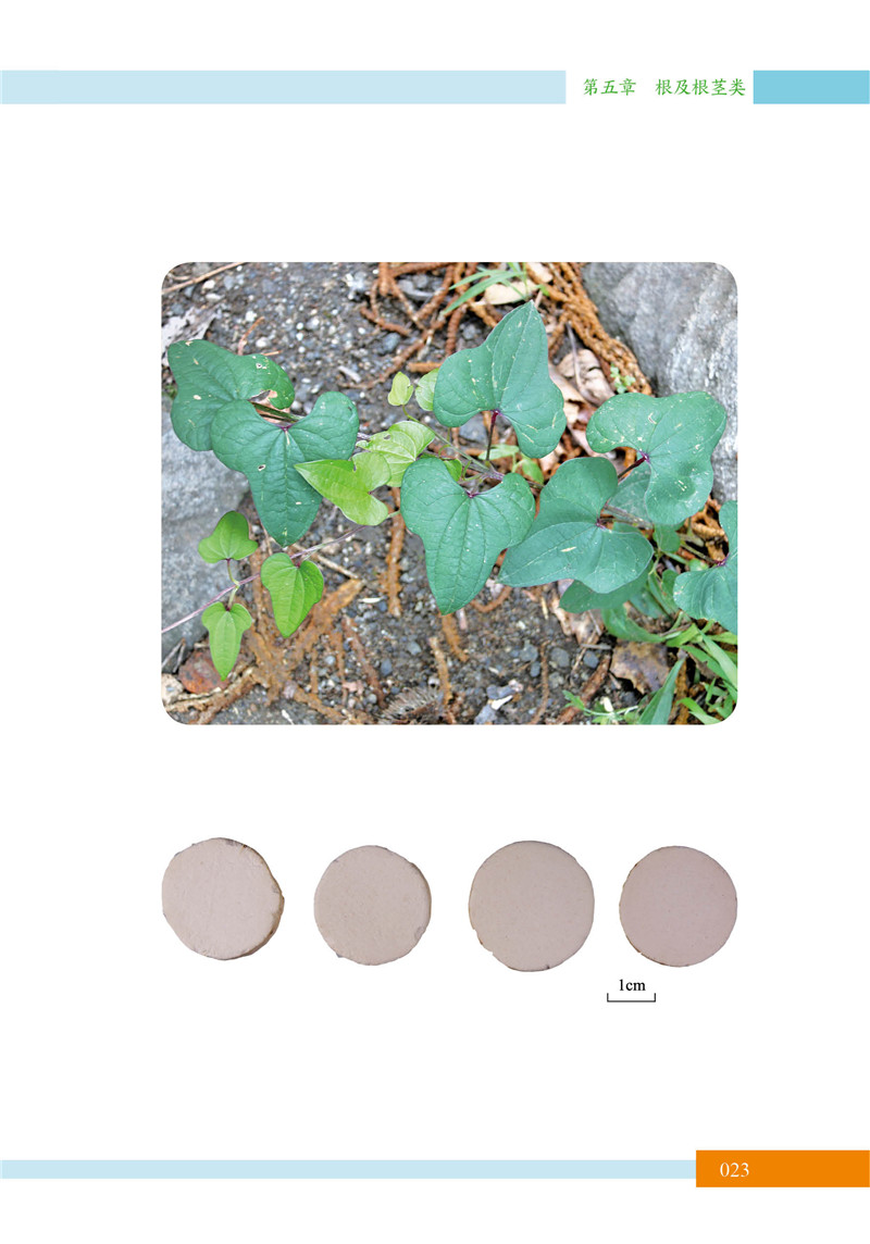 北京中草药识别手册15.jpg