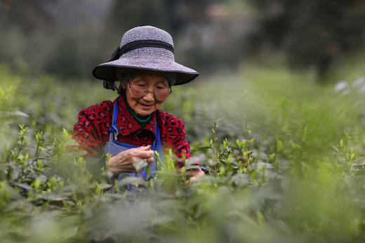 峨眉山有机茶一年只采一季/海拔1200米+/南京国环有机认证17年/包邮 商品图2