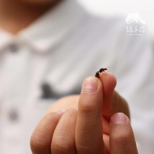 探寻农园的蚂蚁 | 农园活动*Search for red fire ants in the farm | Farm activities 商品图0