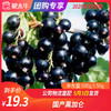 【团长】国产黑加仑 500g±50g 商品缩略图0