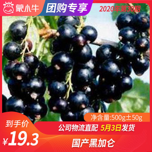 【团长】国产黑加仑 500g±50g 商品图0
