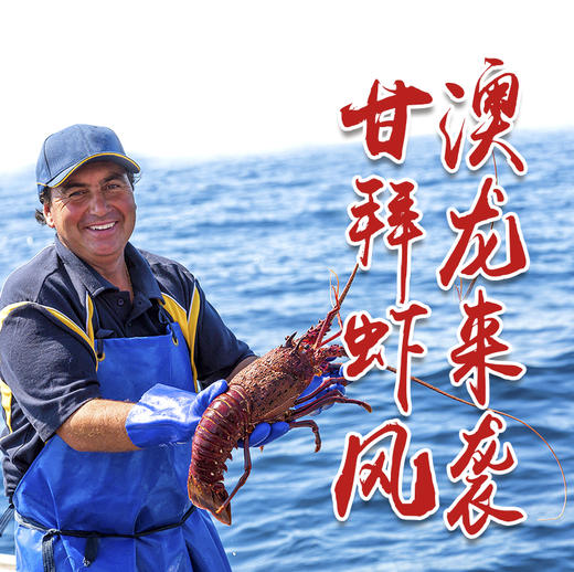 福州分店-[48小时发货]D级（1.48-1.7斤）澳洲红岩大龙虾  鲜活发货 商品图0
