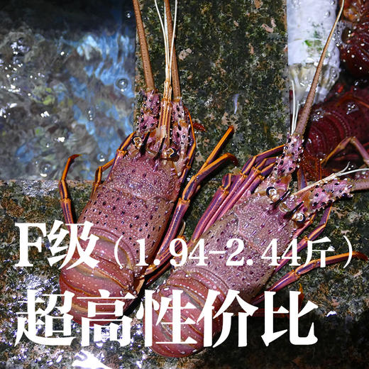 福州分店-[48小时发货]F级（1.94-2.44斤）澳洲红岩大龙虾  鲜活发货 商品图2