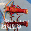 福州分店-[48小时发货]D级（1.48-1.7斤）澳洲红岩大龙虾  鲜活发货 商品缩略图2