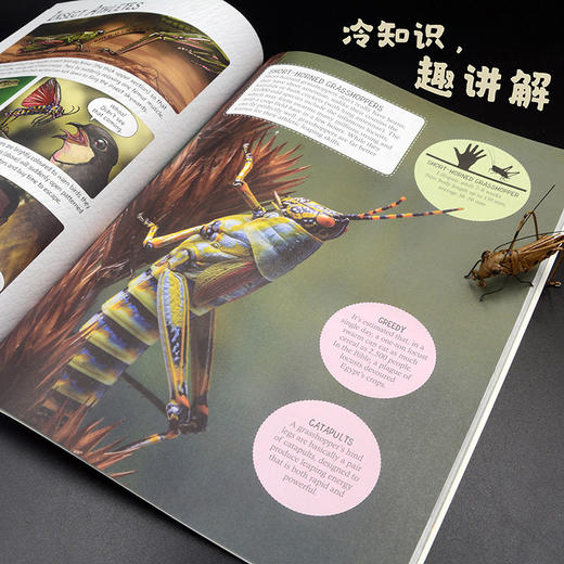 不可思议的虫子王国（套装4册） 番茄博士双语百科 小学高年级至初中低年级 商品图3