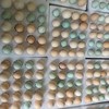 生态鸡蛋 | 合作生产*Eco- egg | Coproduction 商品缩略图2