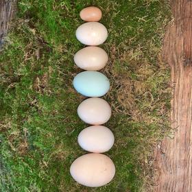 生态鸡蛋 | 合作生产*Eco- egg | Coproduction