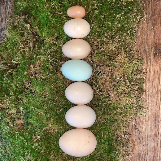 生态鸡蛋 | 合作生产*Eco- egg | Coproduction 商品图0
