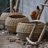 碧桂园小区5枚鸡蛋免费送 商品缩略图0
