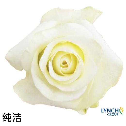【林奇玫瑰】纯洁，10支/扎（进口品种国产价格） 商品图0