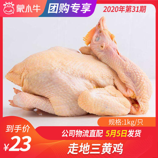【团长】走地三黄鸡	980g/只 商品图0