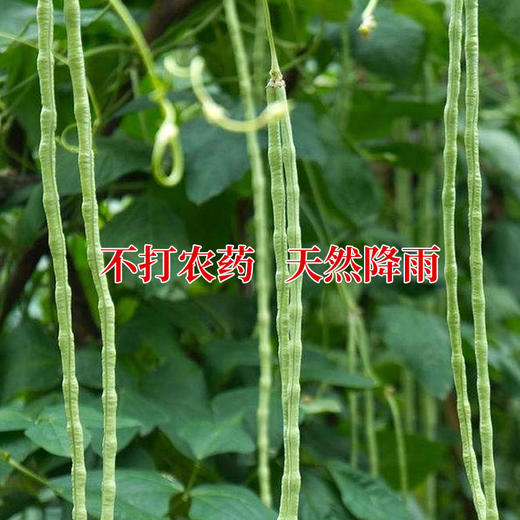 【五谷杂粮】陕北特产米脂山地豇豆颗粒饱满豆香浓郁自立袋装500g*3 商品图3