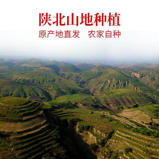 【五谷杂粮】陕北特产米脂山地豇豆颗粒饱满豆香浓郁自立袋装500g*3 商品图4