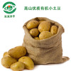 巫溪洋芋 新土豆上市 商品缩略图1