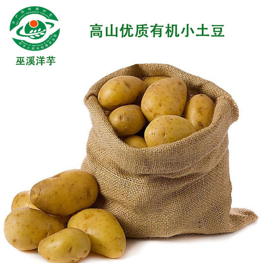 巫溪洋芋 新土豆上市 商品图1