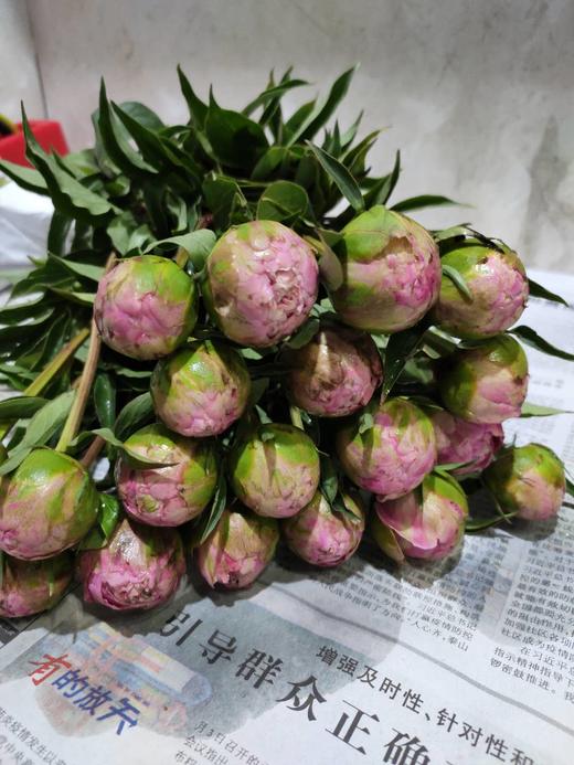 国产芍药，粉玉楼妆，8-10支/扎 商品图2