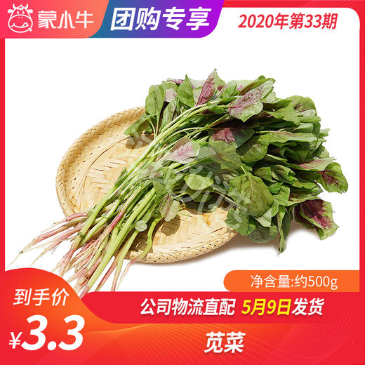 【团购】苋菜约500g 商品图0