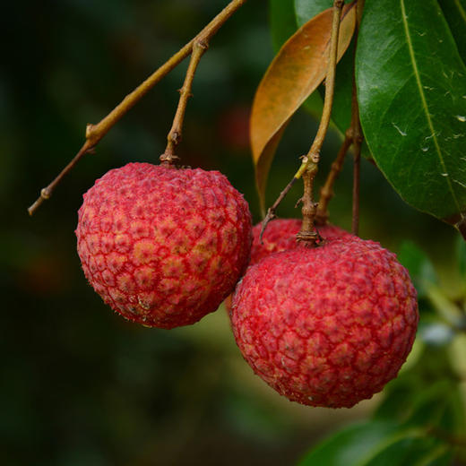白糖罂荔枝嫩白软滑，平均能达到19°蜜甜 商品图0