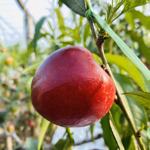 高山原生态种植山东黄肉油桃 商品图3