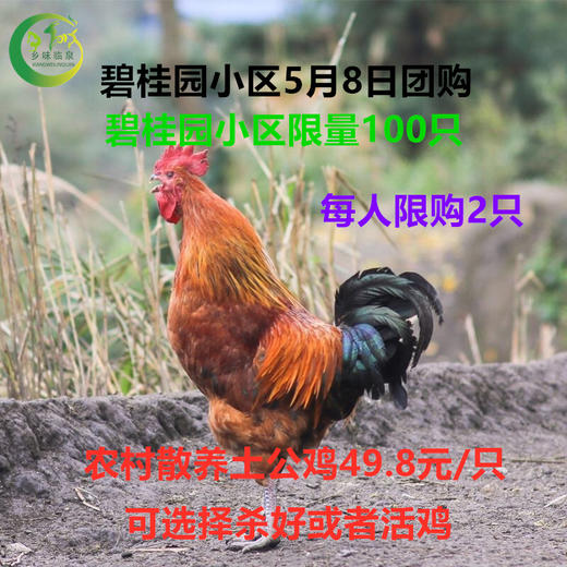 （特价49.8元/只）郭大村散养8个月以上土公鸡林下散养 商品图2