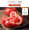 【顺丰包邮】吐鲁番沙瓤5斤12-15个/件   商品缩略图1