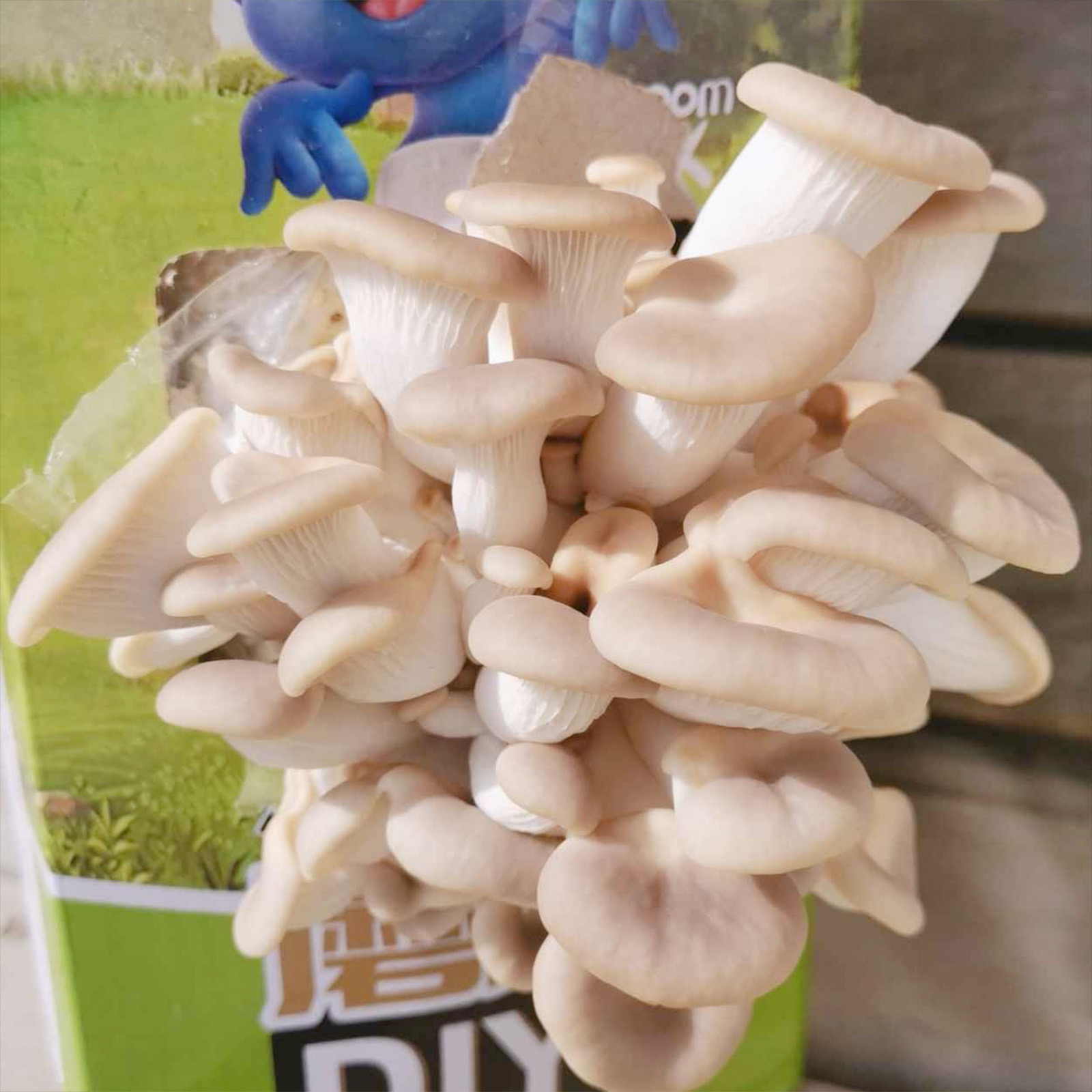 团购两盒装考拉精灵蘑菇种植diy秀珍菇可食用菌菇家庭幼儿园亲子游戏