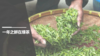 一年之新在绿茶|新茶品鉴 商品缩略图0