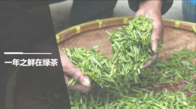 一年之新在绿茶|新茶品鉴
