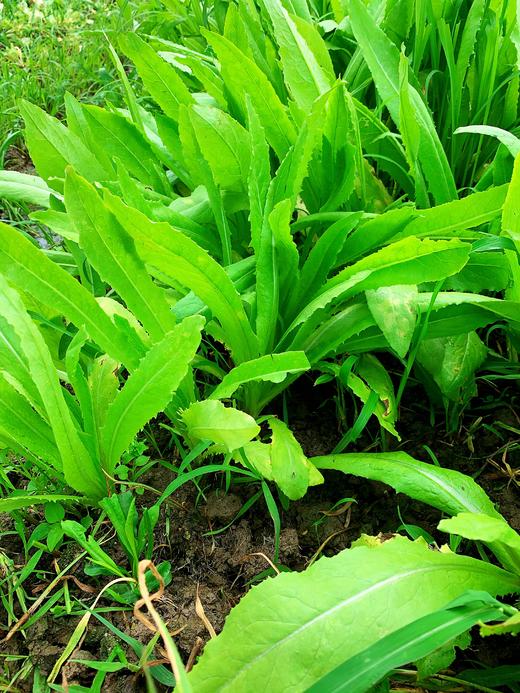 花间村原生态油麦菜（250克） 商品图0