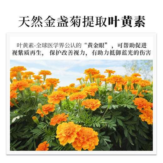 【无糖配方】日本协和——北欧越橘叶黄素片 商品图3