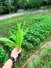 花间村原生态油麦菜（250克） 商品缩略图1