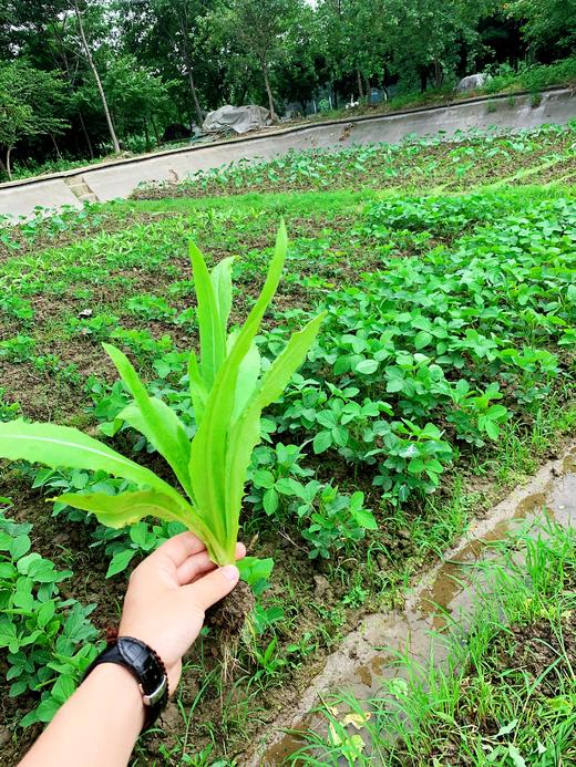 花间村原生态油麦菜（250克） 商品图1