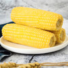 【10根】东北糯玉米甜粘玉米棒非转基因真空包装新鲜即食粗粮免煮 商品缩略图3