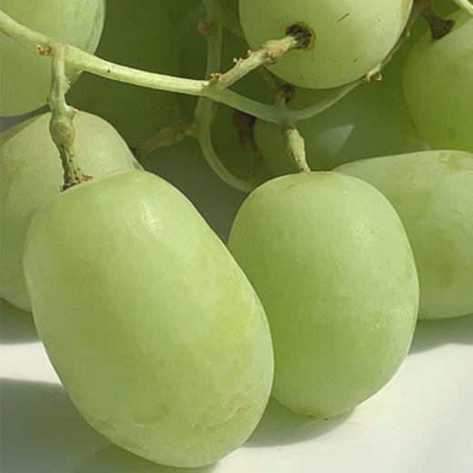 澳洲OLIVEGROVE甜心青提|皮极薄,牙齿一碰就爆炸的脆,酥甜清香!1斤 商品图5