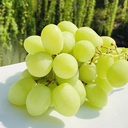 澳洲OLIVEGROVE甜心青提|皮极薄,牙齿一碰就爆炸的脆,酥甜清香!1斤 商品图0