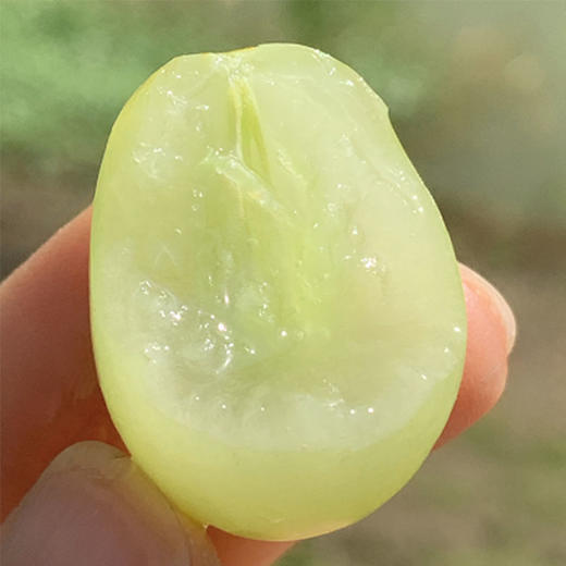 澳洲OLIVEGROVE甜心青提|皮极薄,牙齿一碰就爆炸的脆,酥甜清香!1斤 商品图2