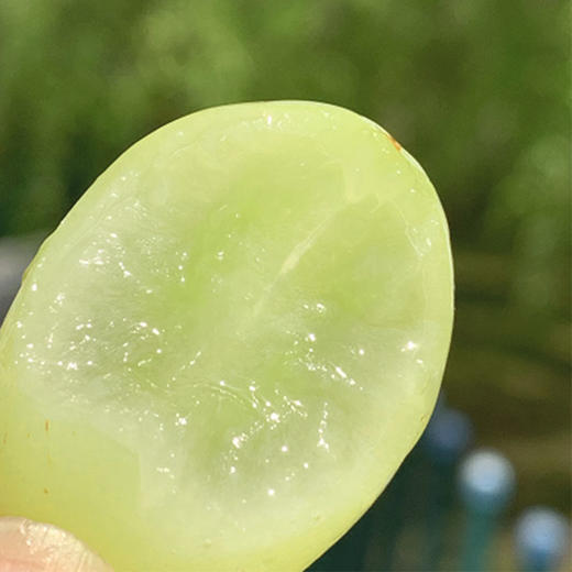 澳洲OLIVEGROVE甜心青提|皮极薄,牙齿一碰就爆炸的脆,酥甜清香!1斤 商品图3