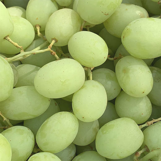 澳洲OLIVEGROVE甜心青提|皮极薄,牙齿一碰就爆炸的脆,酥甜清香!1斤 商品图7
