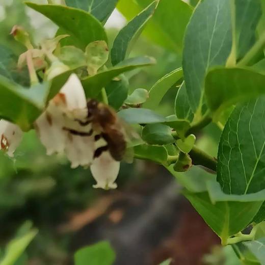 蓝莓蜜500克 商品图4