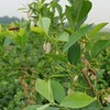 蓝莓蜜500克 商品缩略图6