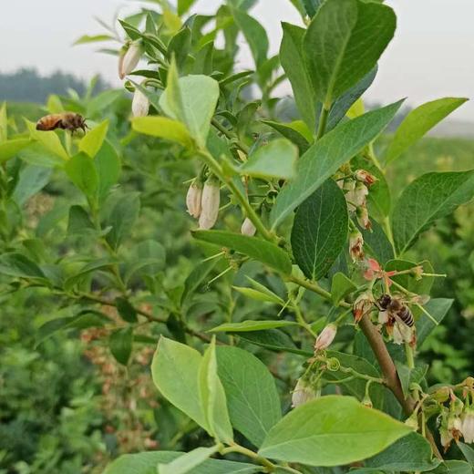 蓝莓蜜500克 商品图6