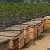 蓝莓蜜500克 商品缩略图3