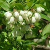 蓝莓蜜500克 商品缩略图7
