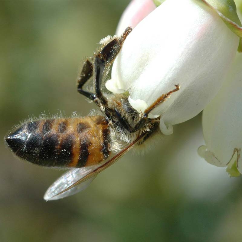 蓝莓蜜500克