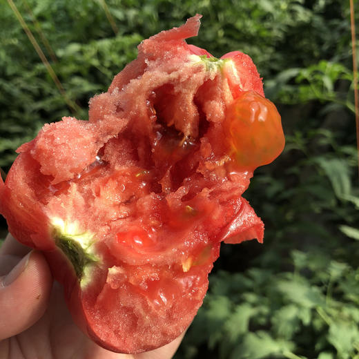 【新疆沙瓤自然成熟大番茄】超浓番茄味，味道超浓郁 ，比一般番茄容易出汁 商品图3