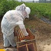 蓝莓蜜500克 商品缩略图2