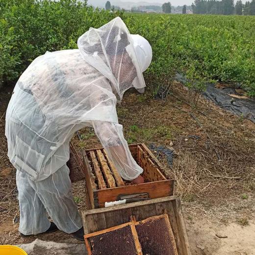 蓝莓蜜500克 商品图2