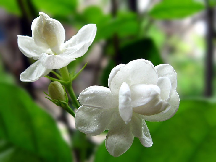小花茉莉原精广西甜美花香身心放松香氛护肤