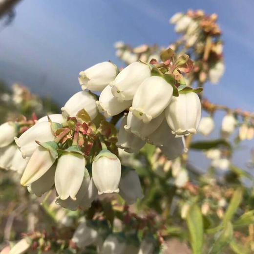 蓝莓蜜500克 商品图1